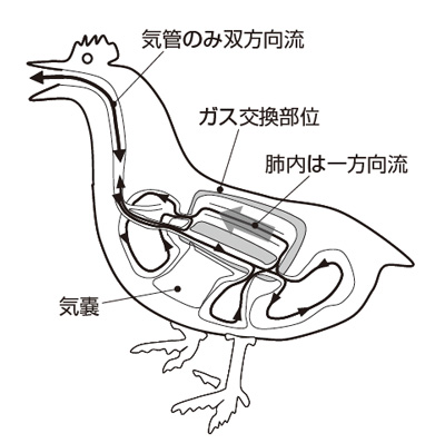 从工程学角度预测血管和气管的流量并研究生物 7.png